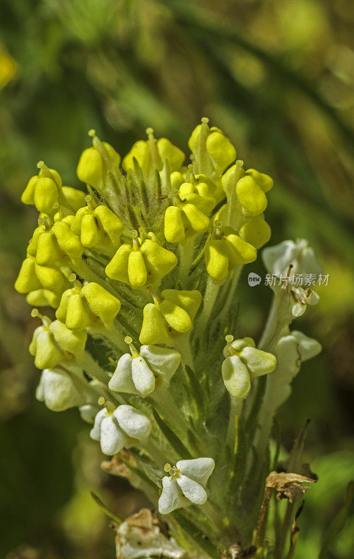 花斑三physaria versicolor，光滑的猫头鹰的三叶草，圣罗莎平原春水池;圣罗莎;加利福尼亚州索诺玛县